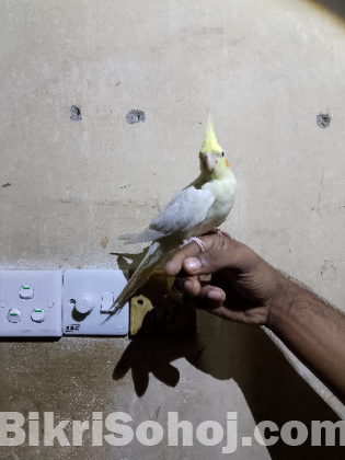 Cockatiel